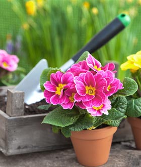 Blumentopf bepflanzen