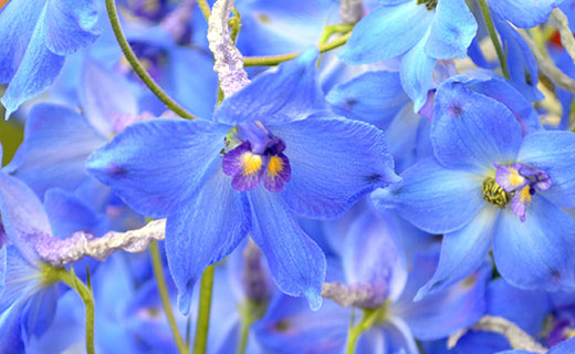 Blaue Blumen