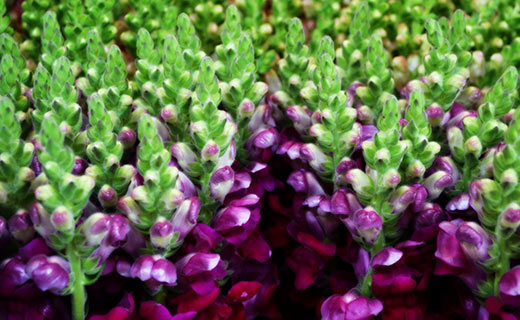 Violette Blumen