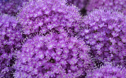 Violette Blumen