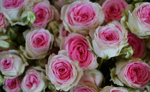 Rosa Rosen