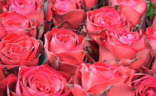 Rote Rosen - als Zeichend er Liebe