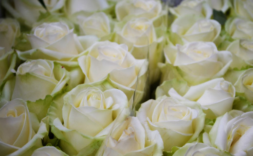 weisse Rosen - von Blumen Olli Berlin Wilmersdorf