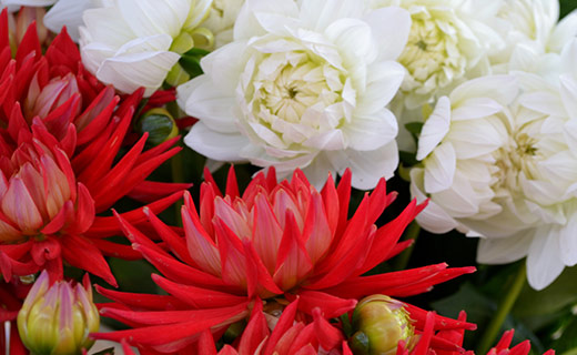 Rote und weisse Blumen passen wunderbar zusammen