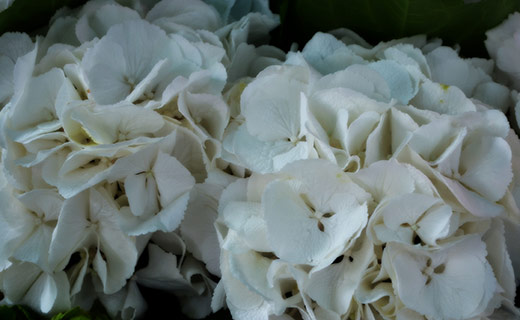zarte weisse Blumen